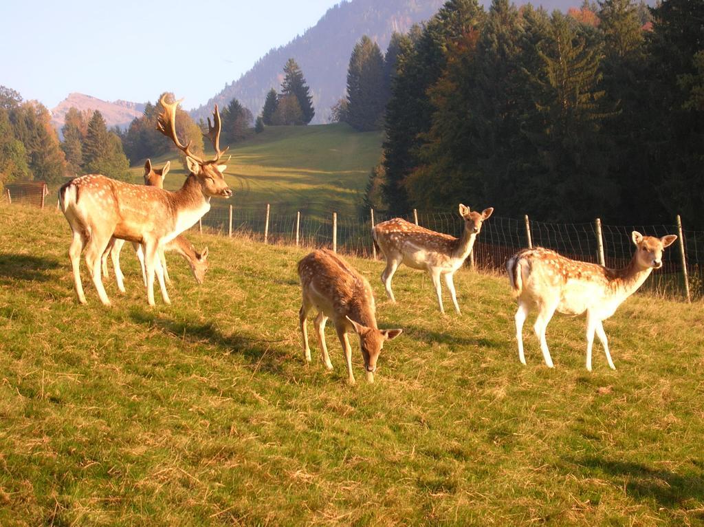 Ferienbauernhof Liebschick Villa Egg Dış mekan fotoğraf