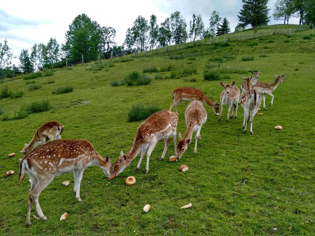 Ferienbauernhof Liebschick Villa Egg Dış mekan fotoğraf